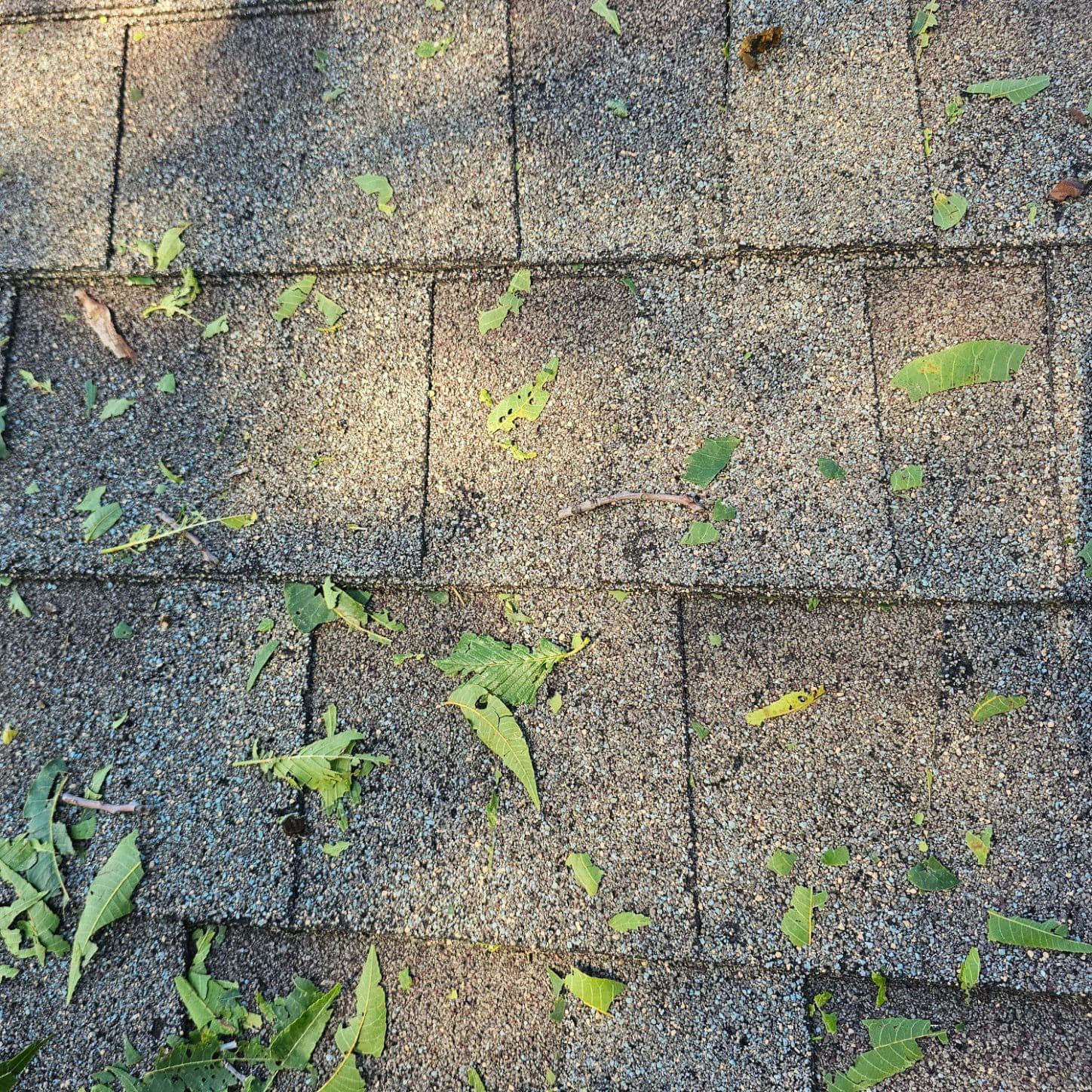 Detecting Hail Damage Early for Roof Peace of Mind image