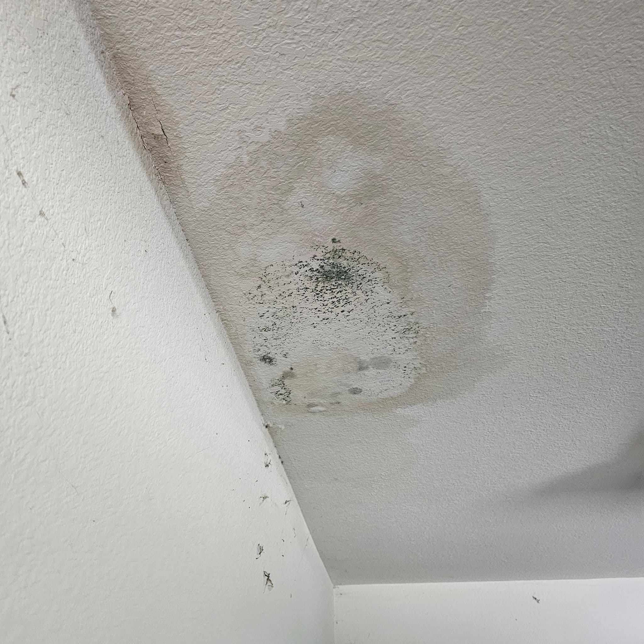 Project Ceiling Water Damage Solutions for Storm-Affected Homes image